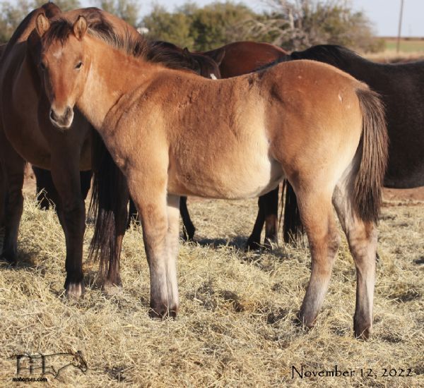 Miss Dunamita H's 2022 Dun Roan Filly